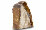 Colorful Polished Petrified Wood Stand Up - Utah #302990-1